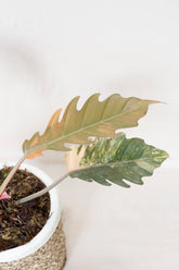 Philodendron caramel marble